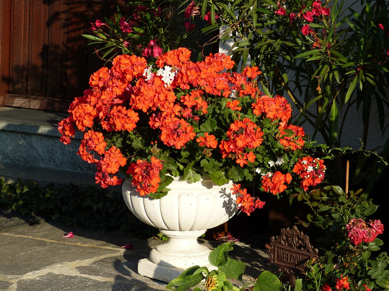 geraniums